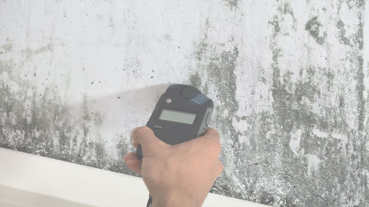 Schedule an Affordable Mold Inspection Today West-Houston, TX