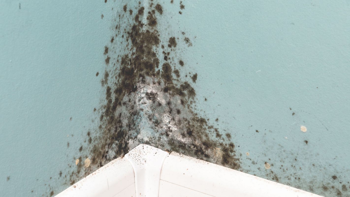 Mold Testing to Ensure the Best Work During Remediation West-Houston, TX