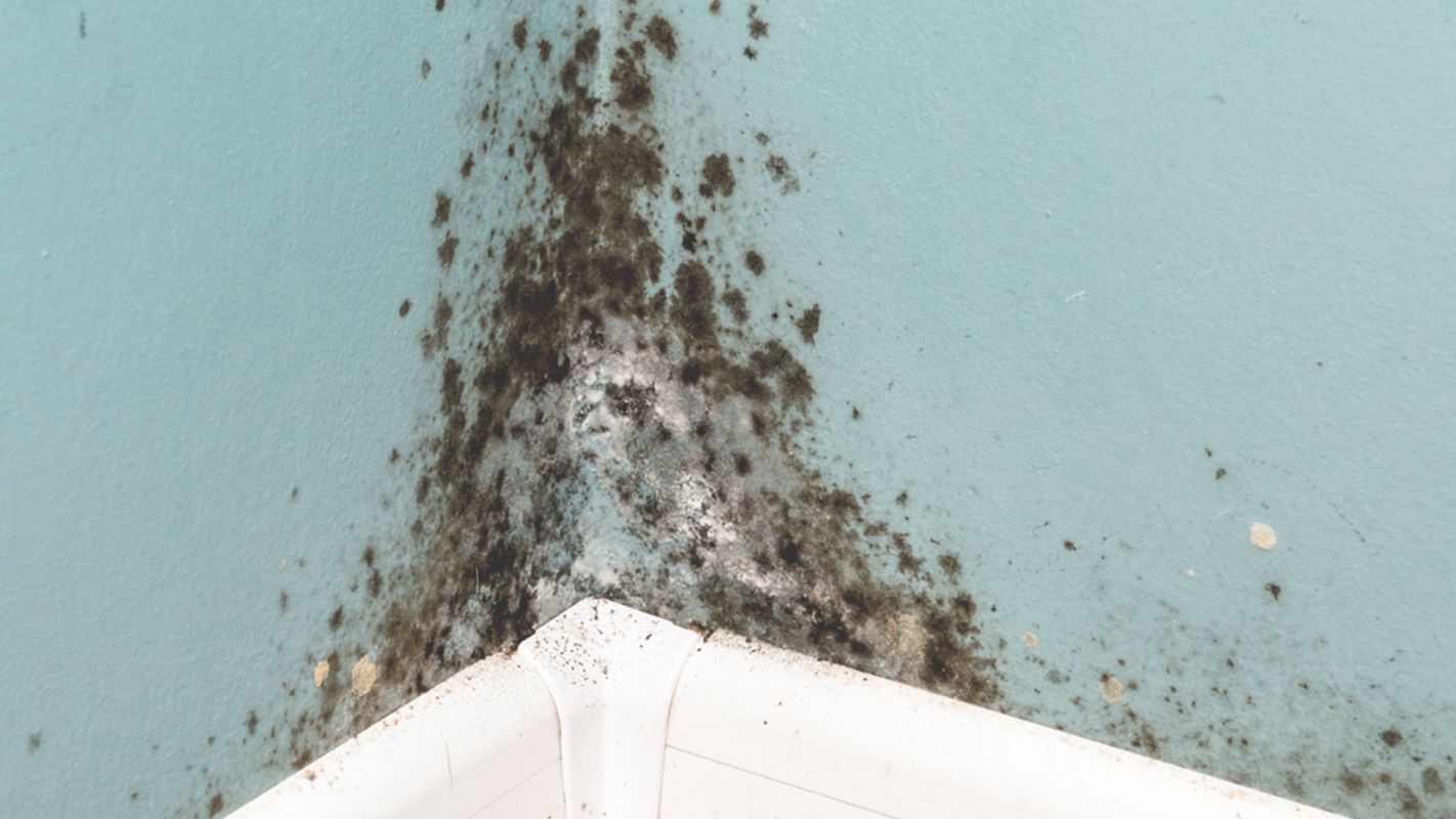 Mold Testing to Ensure the Best Work During Remediation Katy, TX