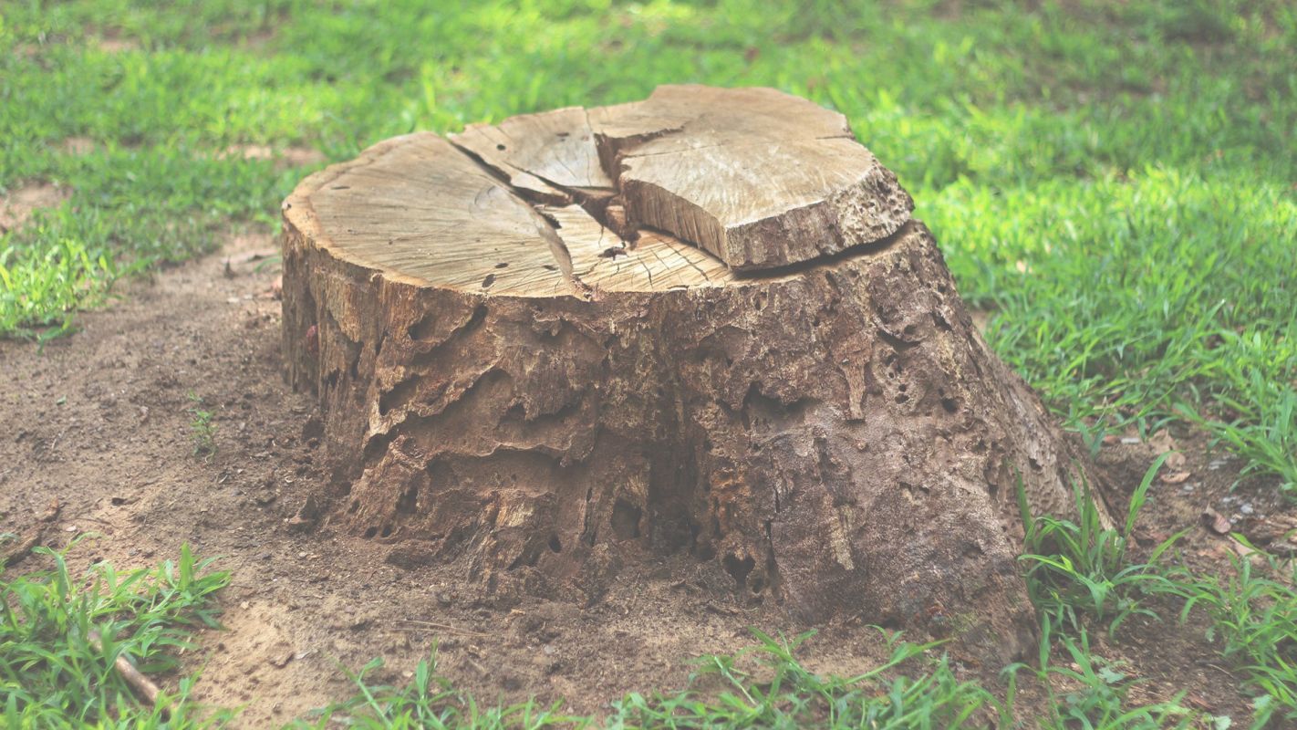 Hire Top Notch Stump Removing Company in Alberhill, CA