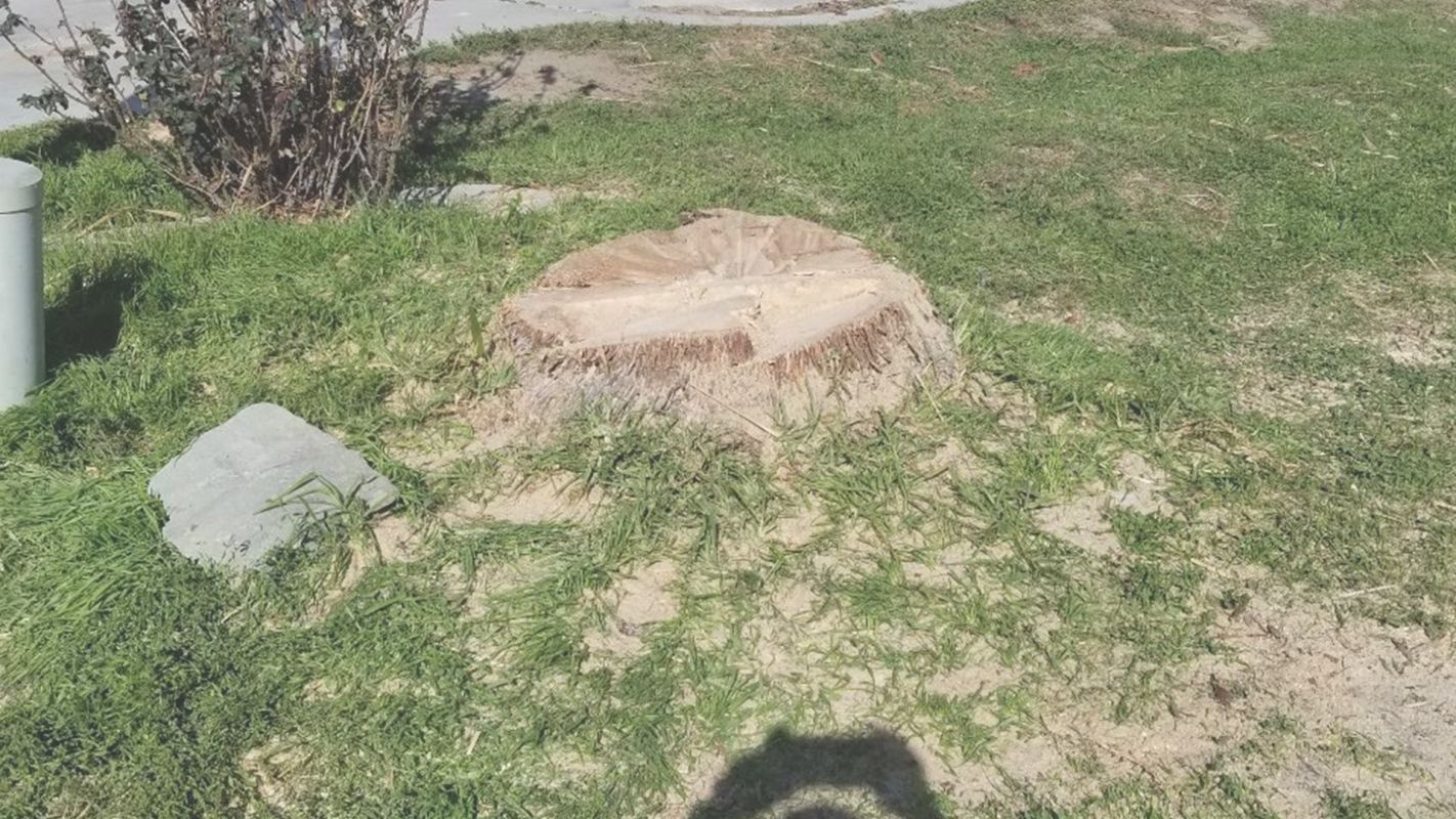 Prevent Suckering with Stump Removal Service Alberhill, CA