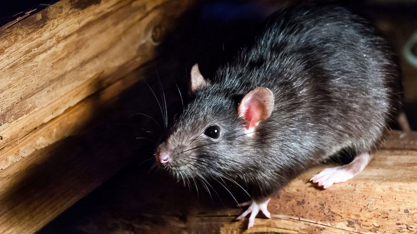 Retain Rats Out of Your Home with Rodent Proofing Company Services