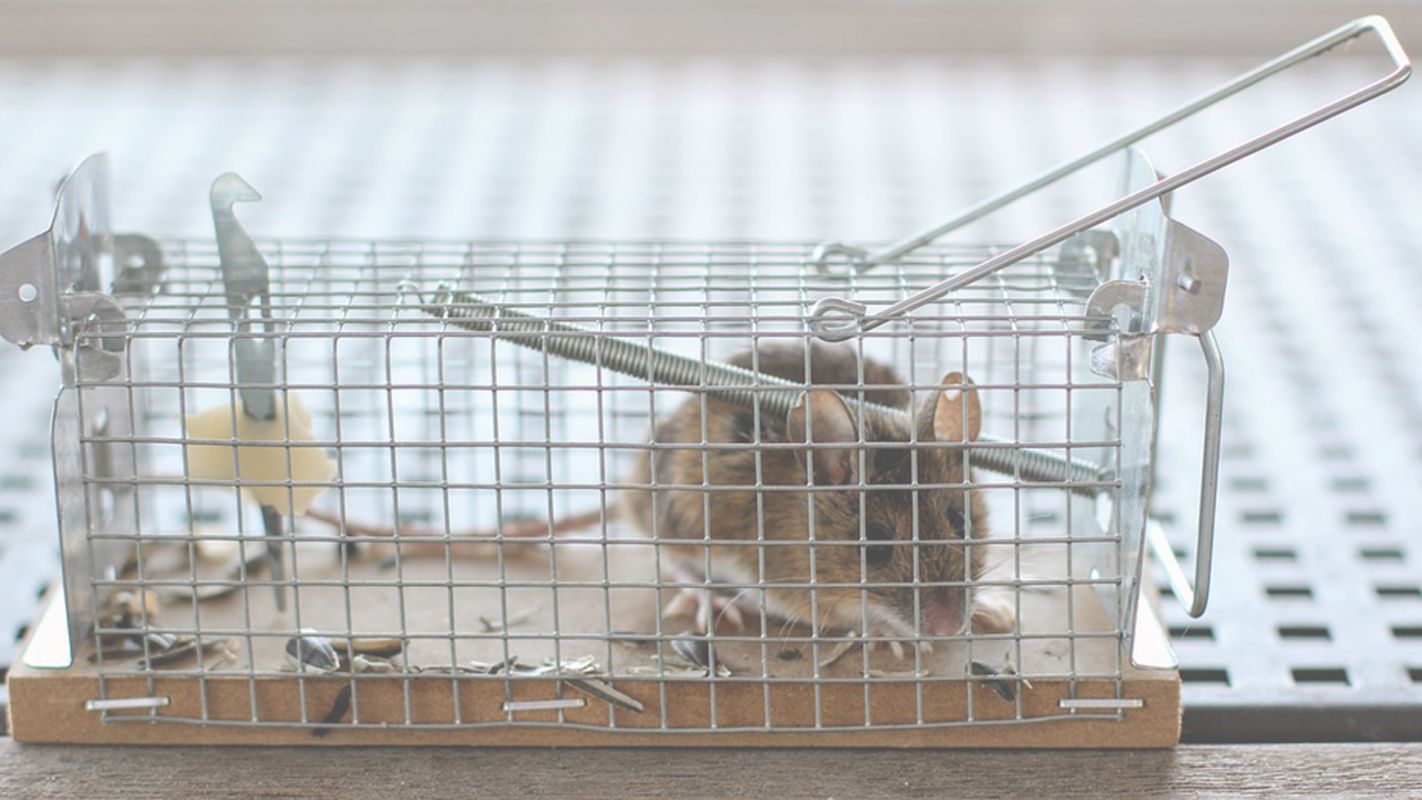 Rodent Removal Services in Rockwall, TX Won’t Disappoint You