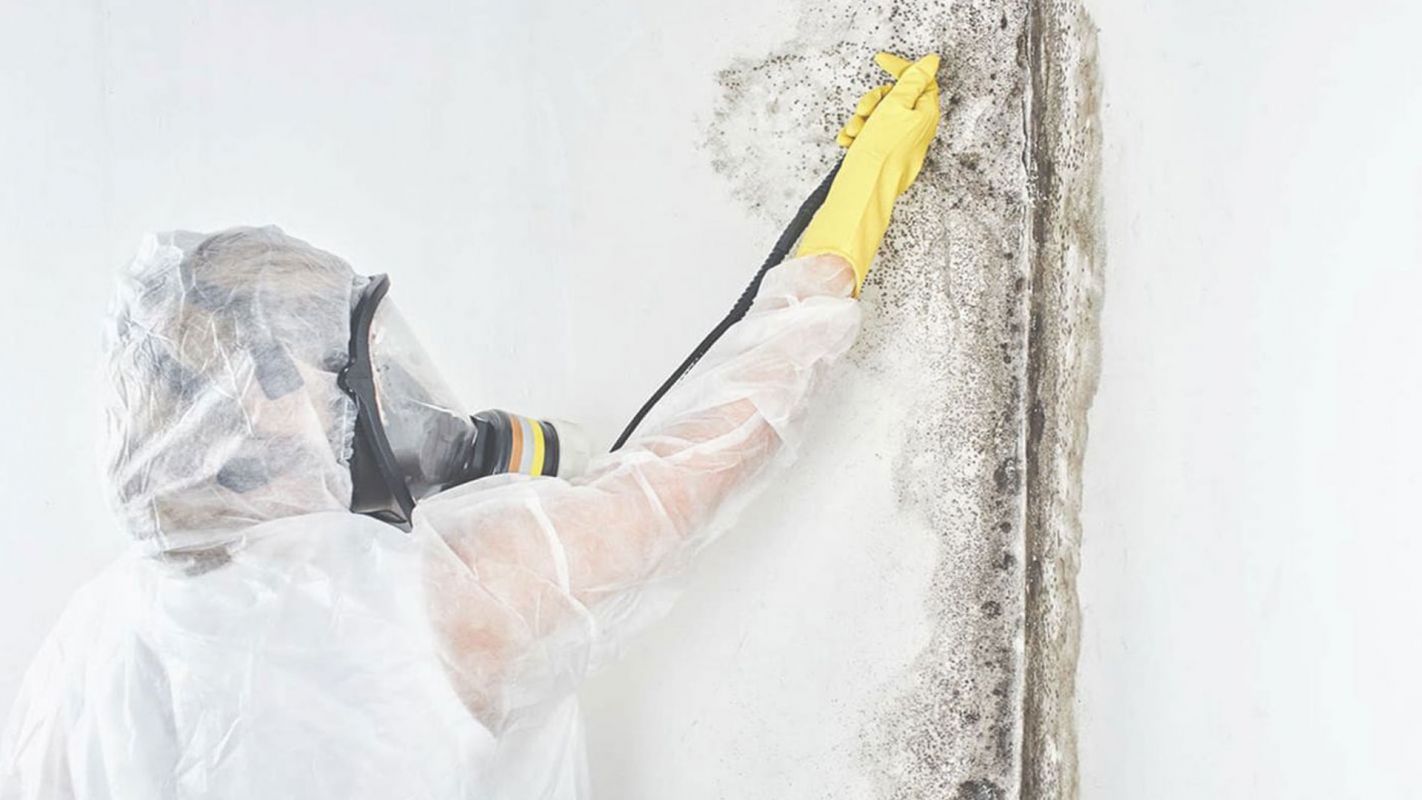 Eradicating Mold Infestation by Effective Mold Fumigation Surprise, AZ