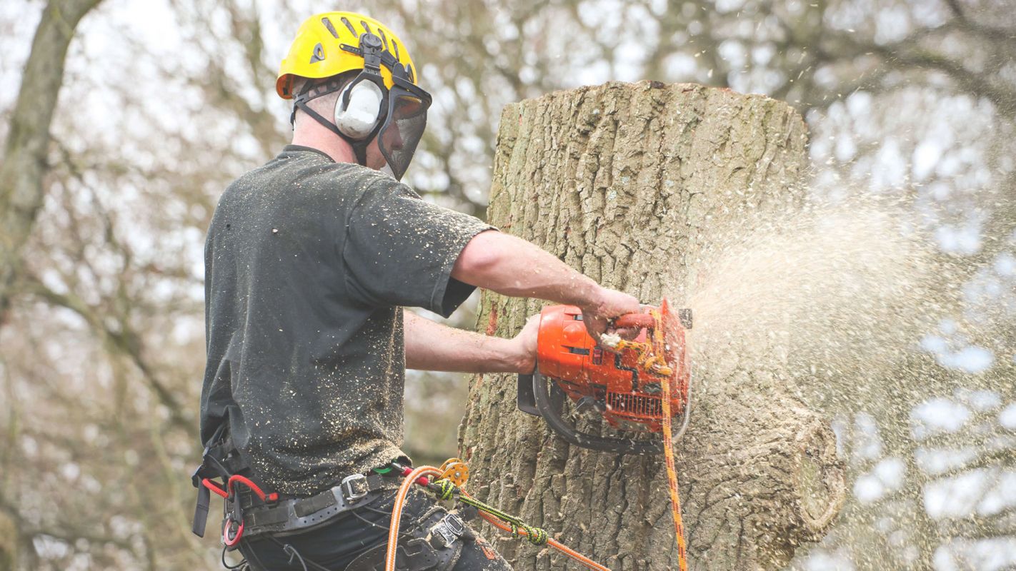 One of the Experienced Local Tree Removal Company Okeechobee, FL