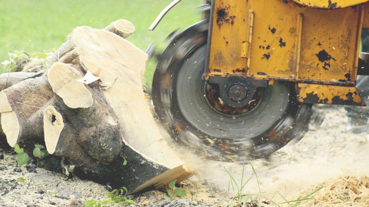 We Offer Stump Grinding Services in White City, FL