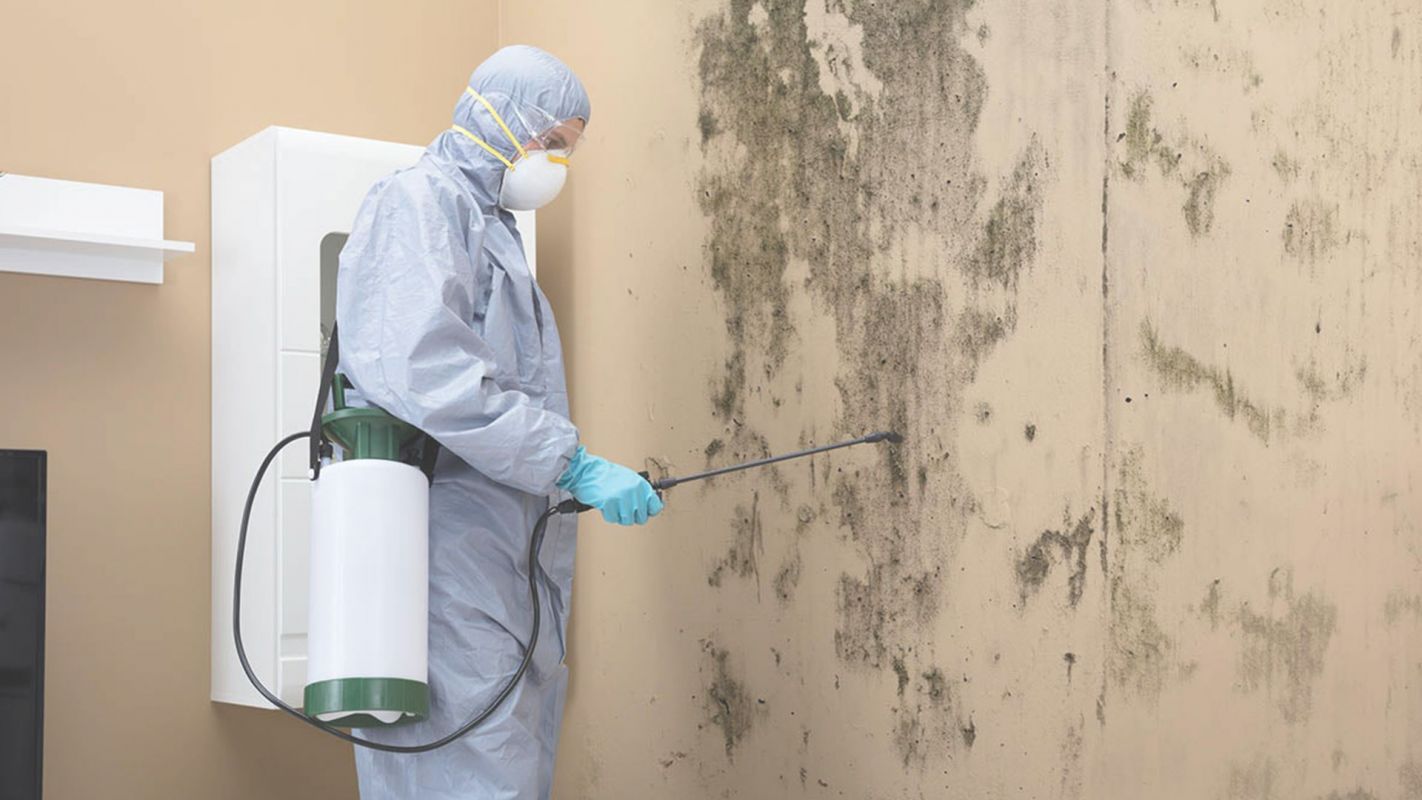 Affordable Mold Removal Cost in Village of Pelham, NY