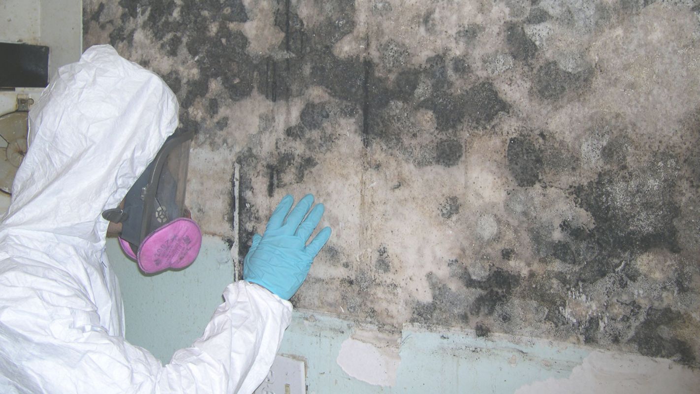 Professional Mold Inspection Service Yonkers, NY