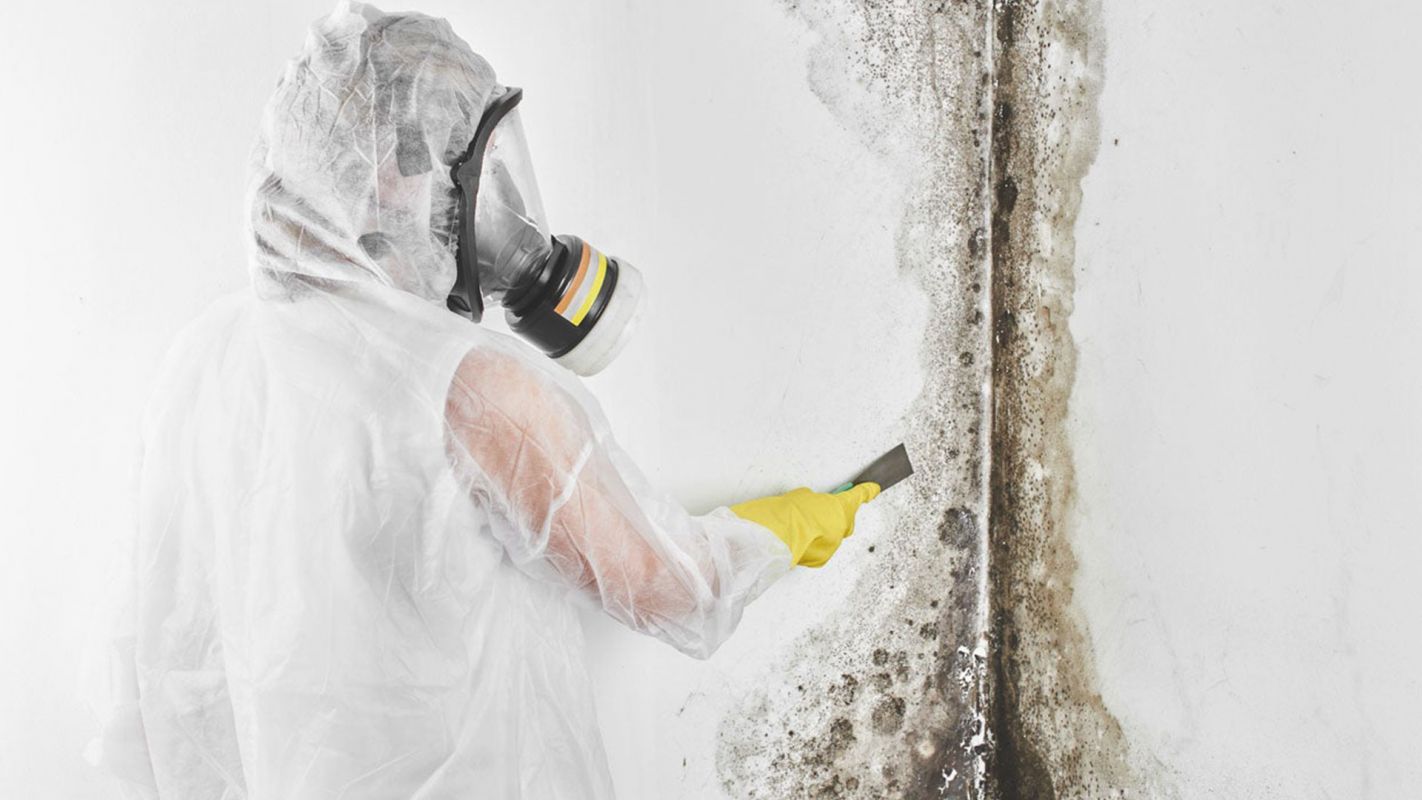 Best “Mold Remediation Service Near Me” Yonkers, NY