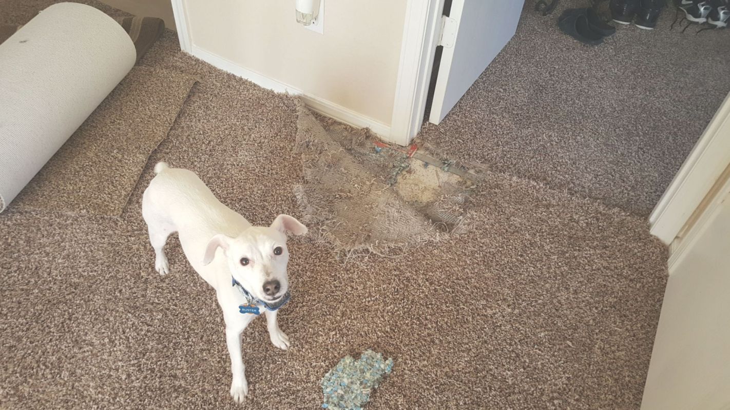 Pet Damage Carpet Repair- Saves Your Cherished Carpets! Cedar Park, TX