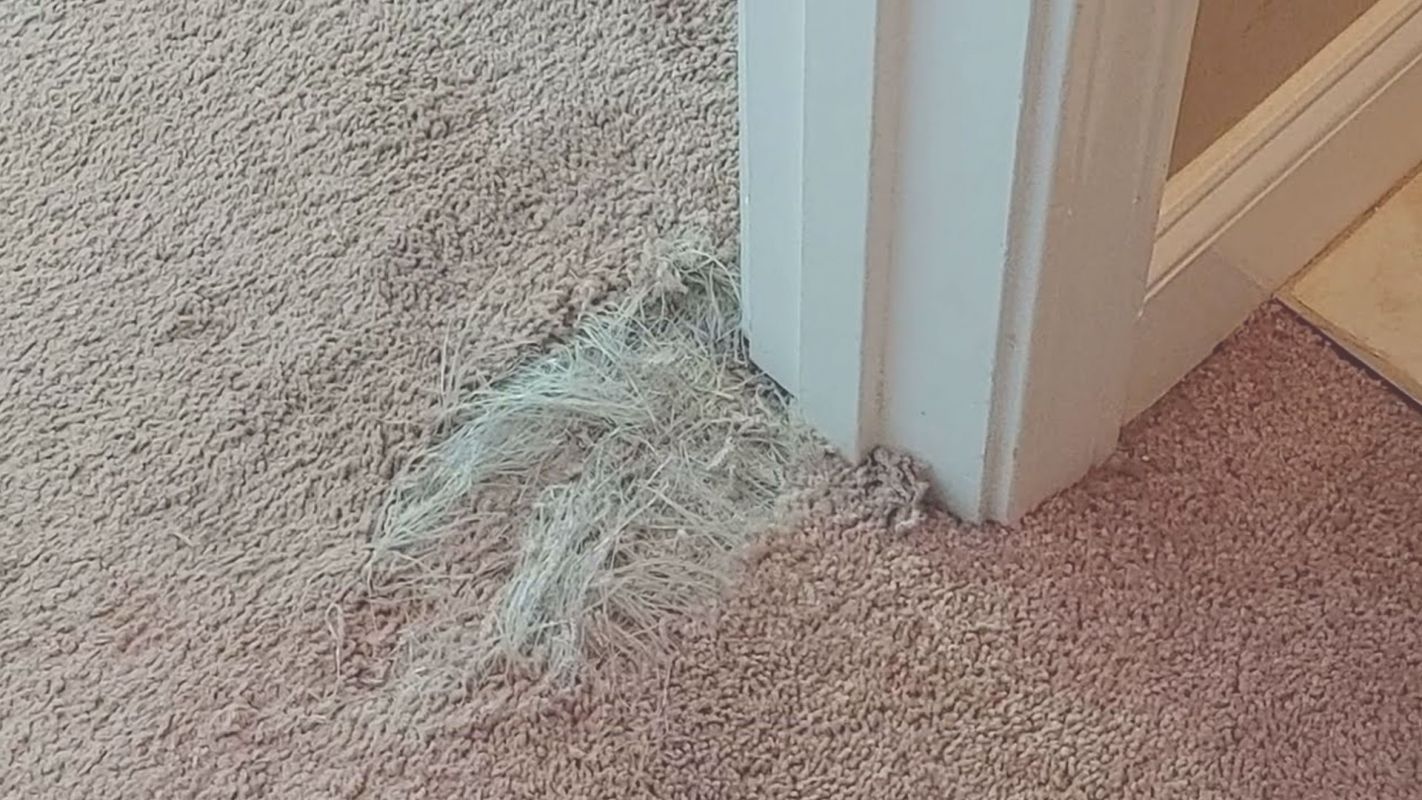 Make it Look Like New at Affordable Pet Damage Carpet Repair Cost! Round Rock, TX