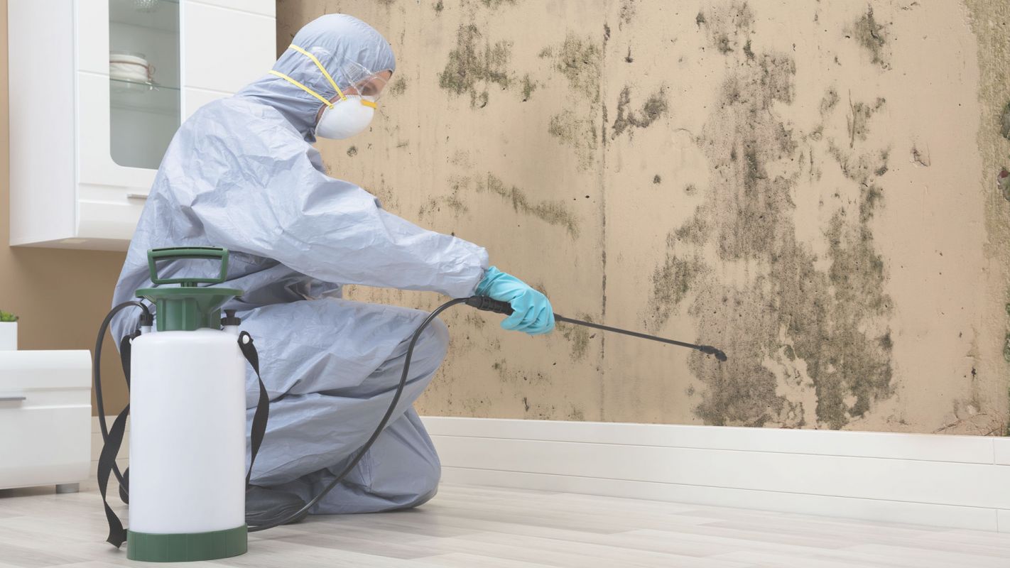 Affordable Mold Cleanup Service to Stay Safe & Secure Gilbert, AZ