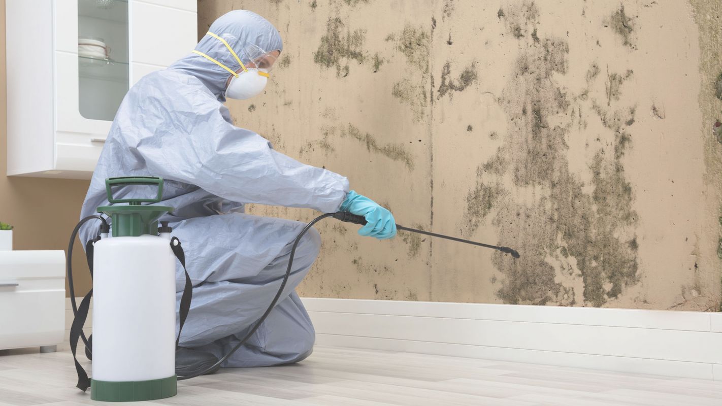 Affordable Mold Cleanup Service to Stay Safe & Secure Maricopa, AZ