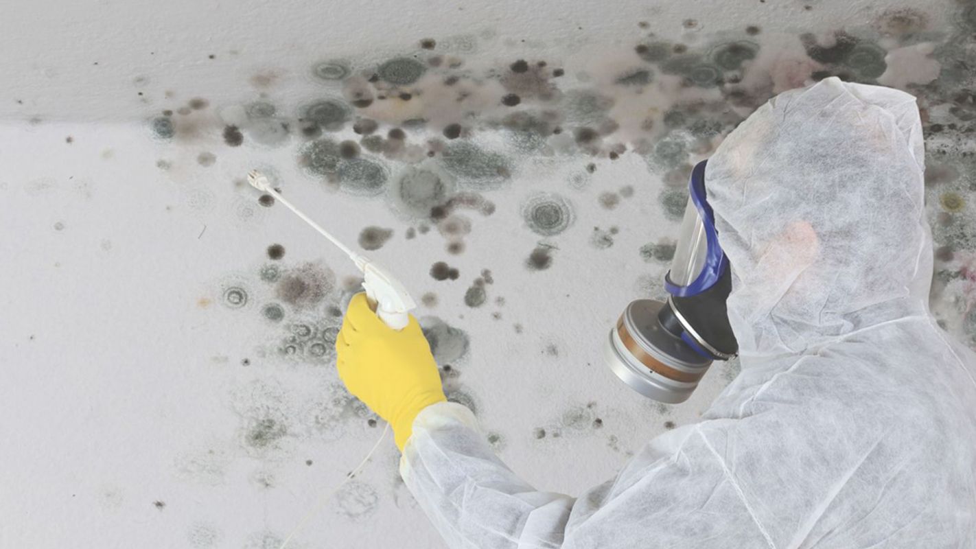 Professional Mold Damage Cleanup at Your Service Bapchule, AZ