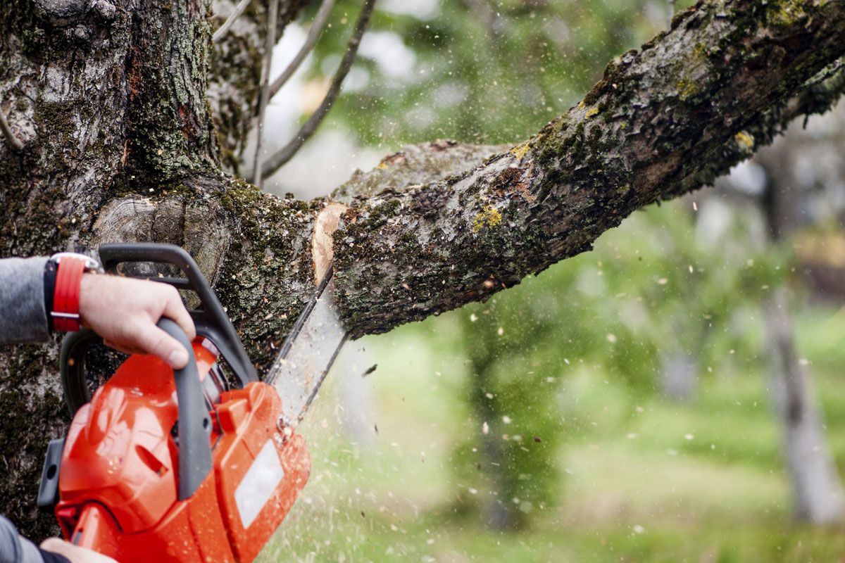 Tree Trimming Services Snellville GA