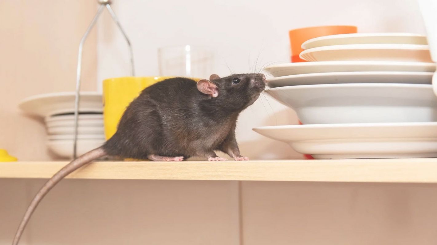 Expert Rodent Exterminator Will Make your Place Rodents Free Grand Prairie, TX