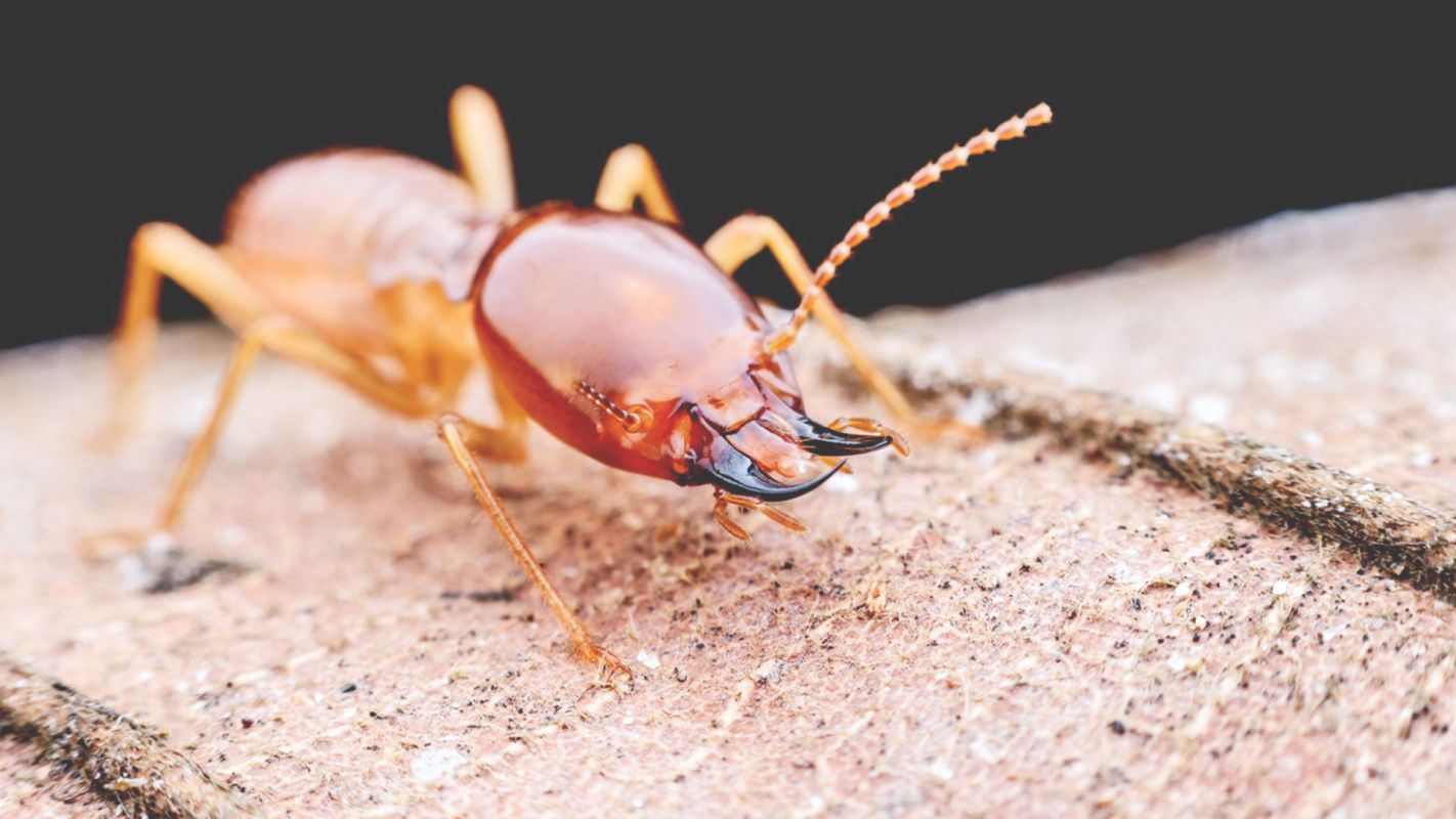 We are the Termite Prevention Specialists Arlington, TX