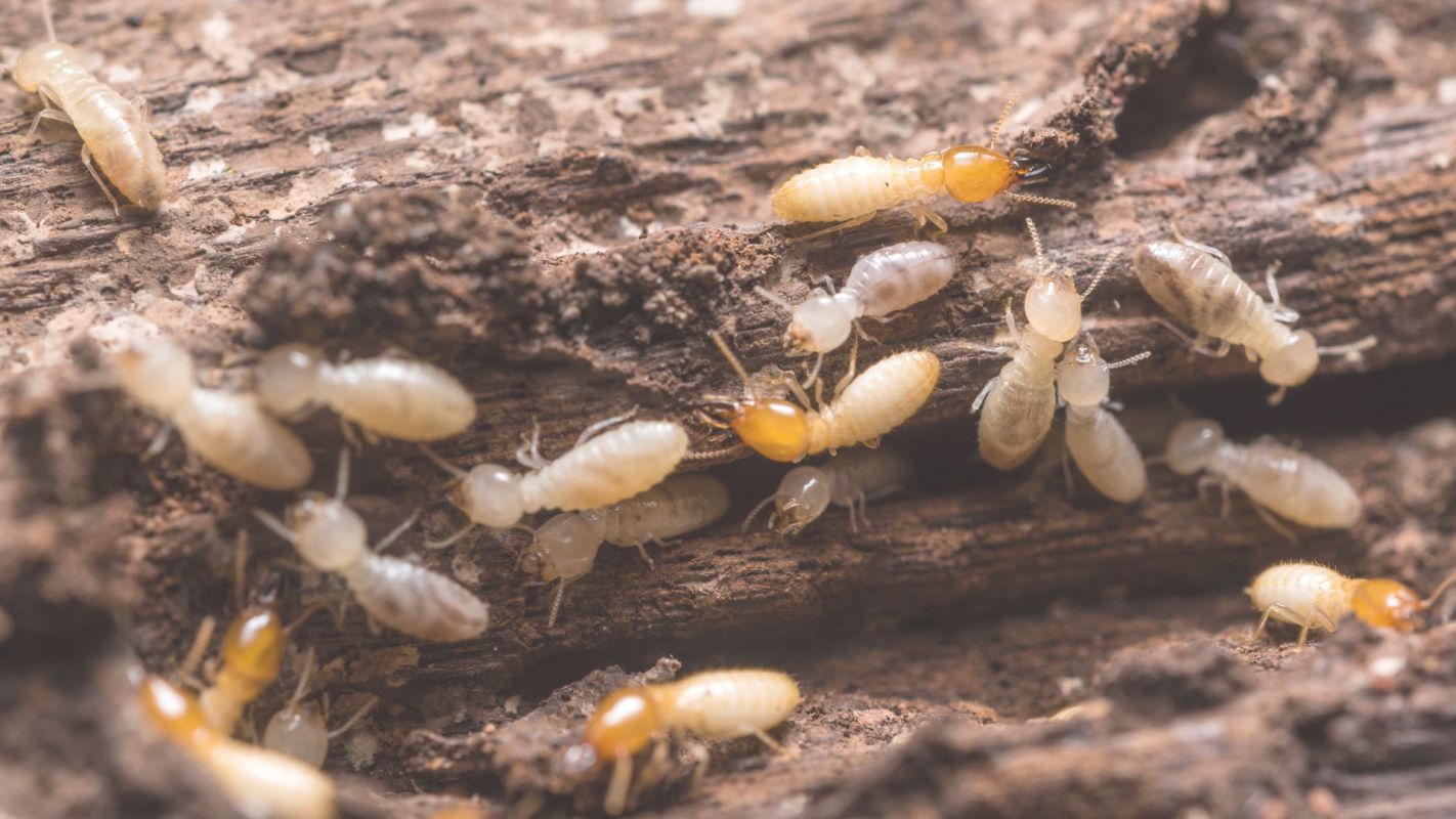 The #1 Termite Control Services in the Town Fort Worth, TX
