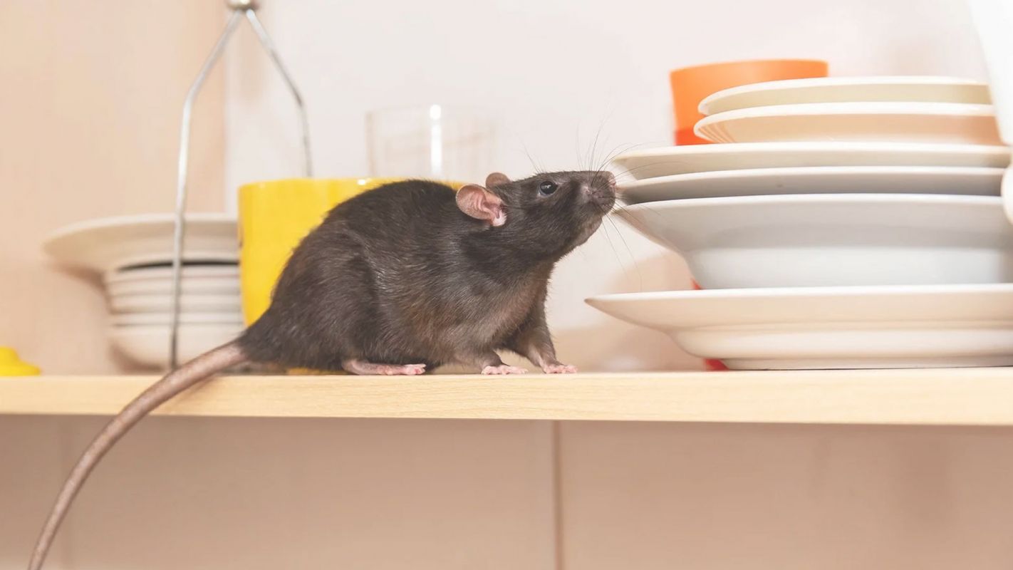 Expert Rodent Exterminator Will Make your Place Rodents Free Mansfield, TX