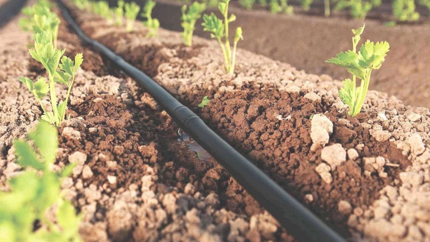 The Best Drip Irrigation Installation for Your Lawn Glendale, AZ