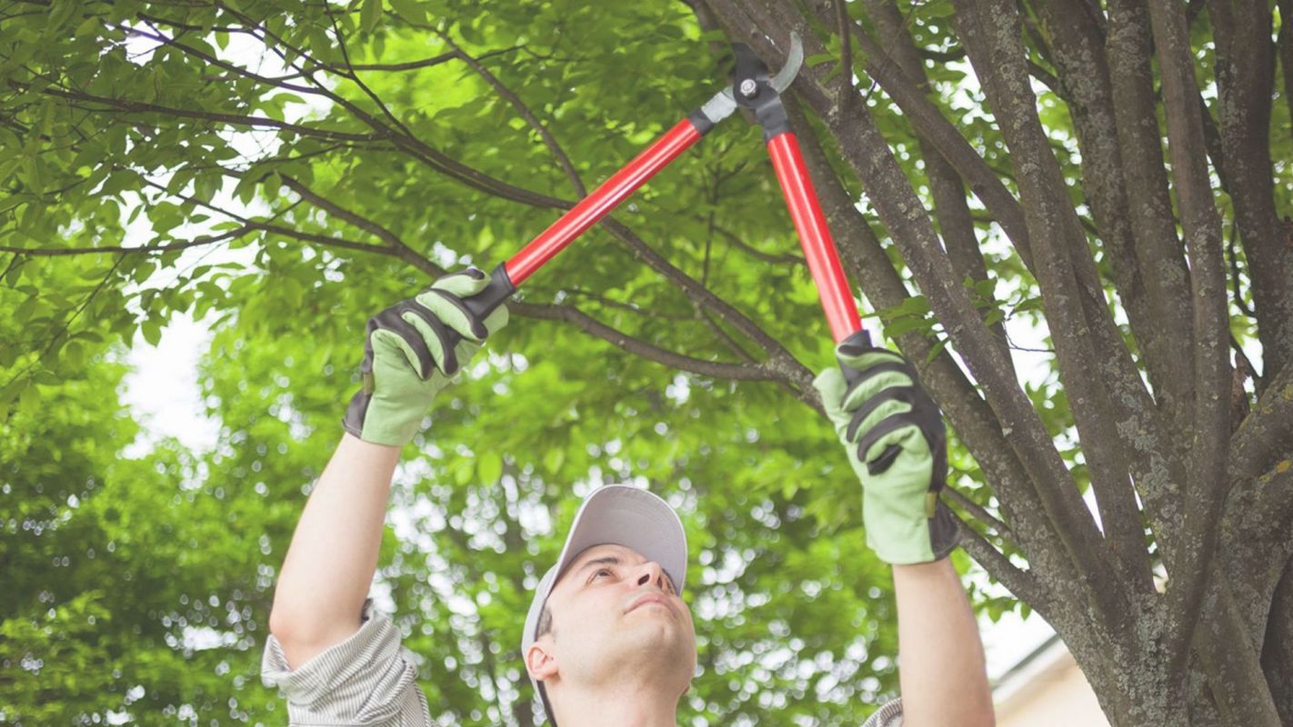 The Best Tree Trimmers in Peoria, AZ