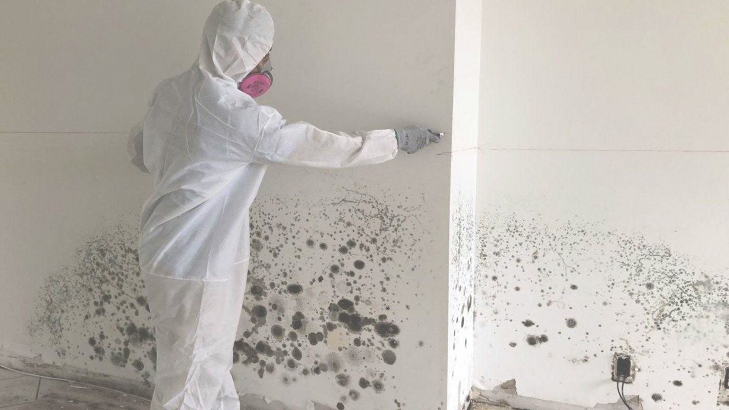 Mold Removal Company that Guarantees Mold Extermination Schaumburg, IL