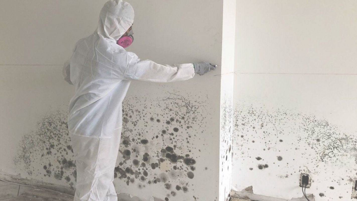 Mold Removal Company that Guarantees Mold Extermination Chicago, IL