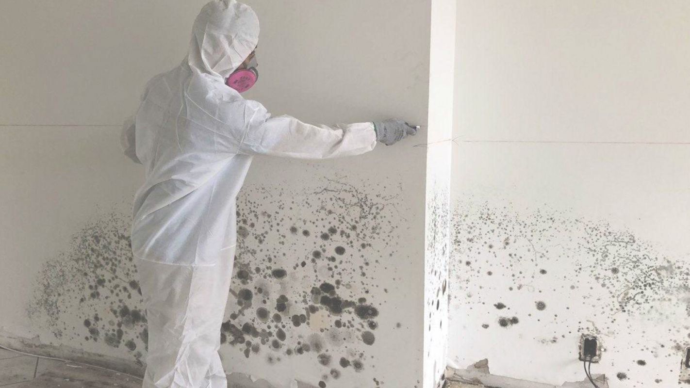 Mold Removal Company that Guarantees Mold Extermination Bolingbrook, IL