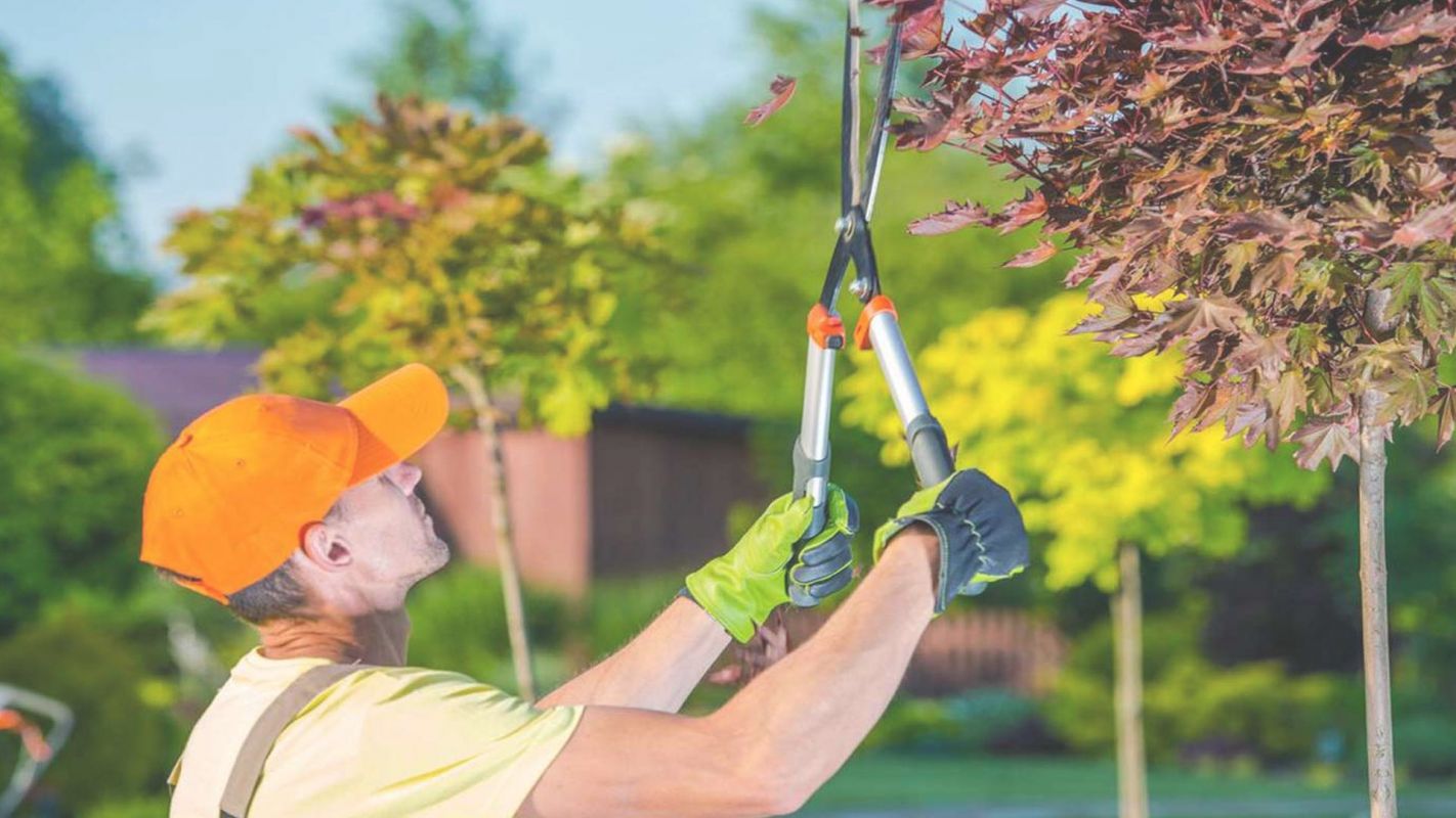 Affordable Tree Trimming Service by Pros New Hyde Park, NY