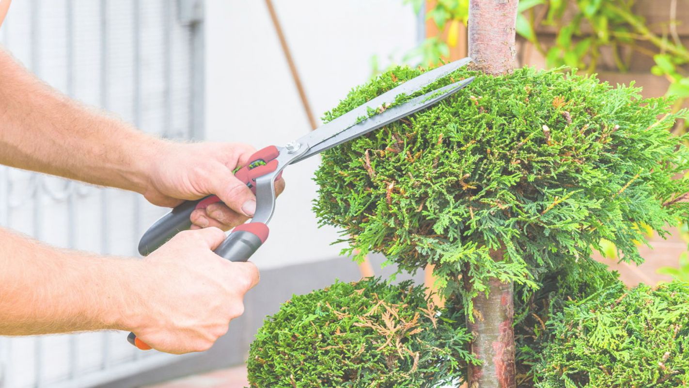 Local Tree Trimming to Improve Overall Tree Health Albertson, NY