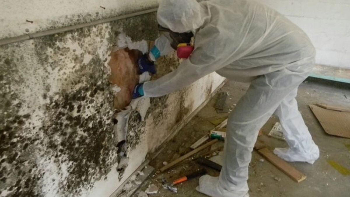 Mold Removal Services Lake Oswego OR