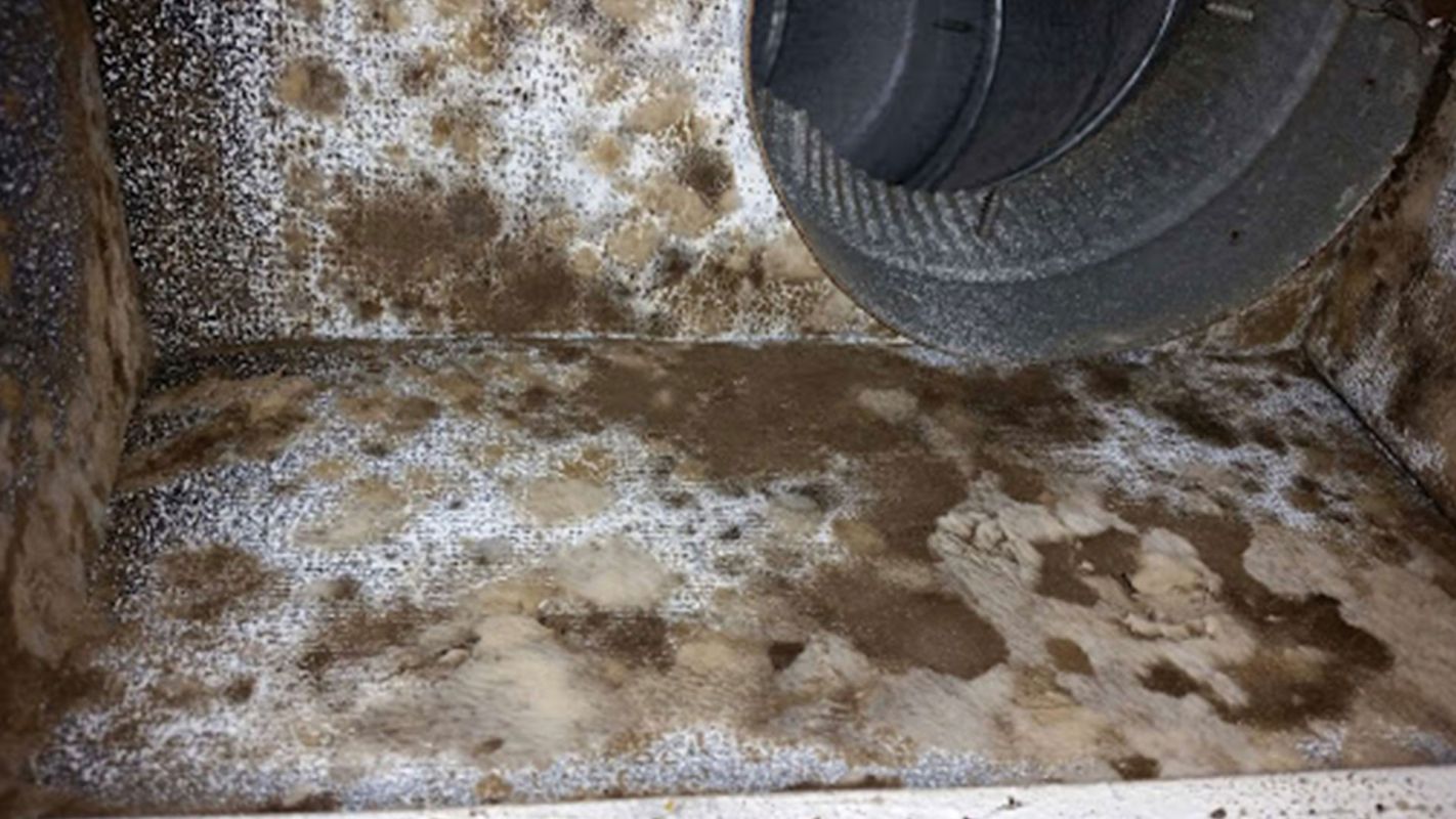 Mold removal services Damascus, OR