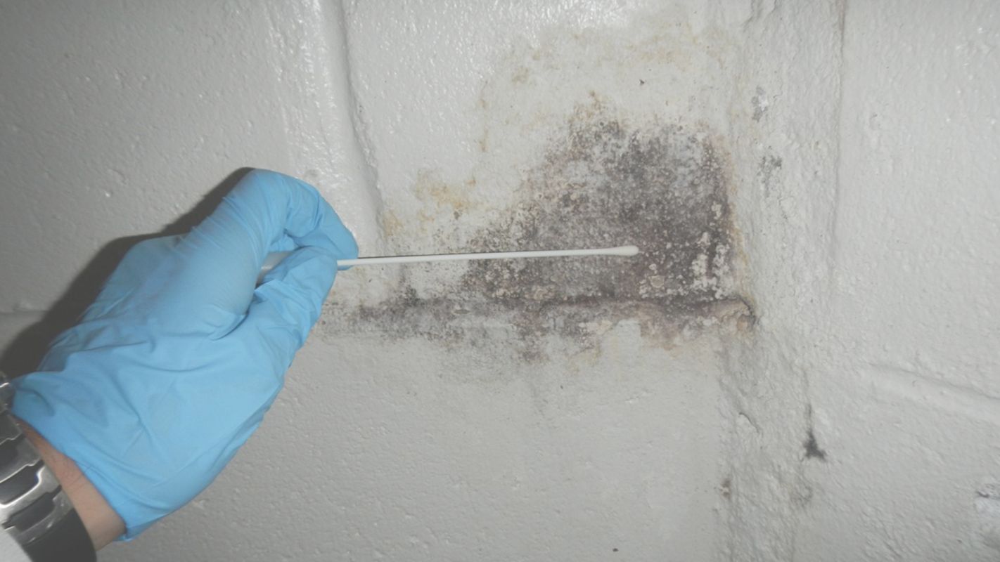 Mold Inspection Service Damascus, OR