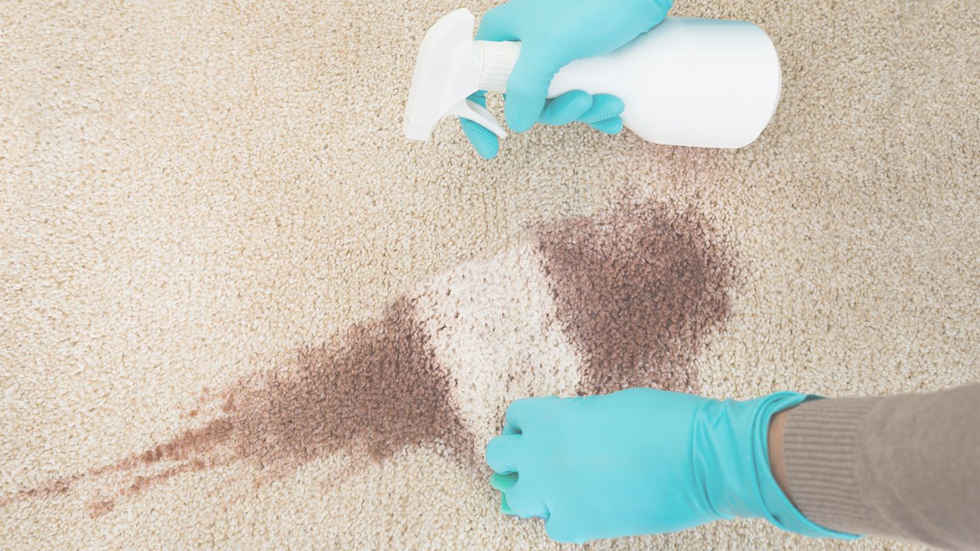 Hire Experts Cleaners for Pet Odor Removal Raleigh, NC