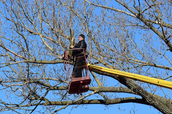 Tree Removal Services