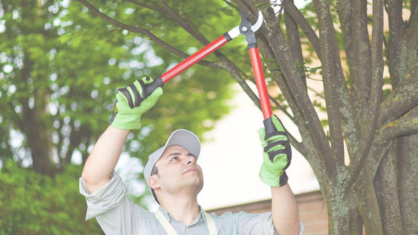 We are a reasonably Affordable Tree Removal Company Northwest Washington, DC