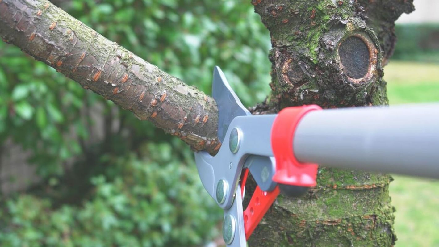 Have The Best Tree Pruning Service in The Town Silver Spring, MD