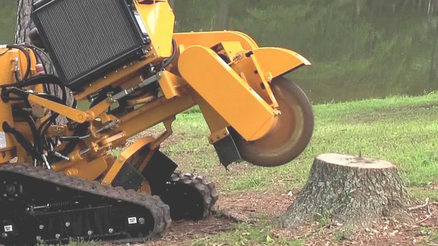We Specialize in Providing Affordable Stump Grinding Services Bethesda, MD