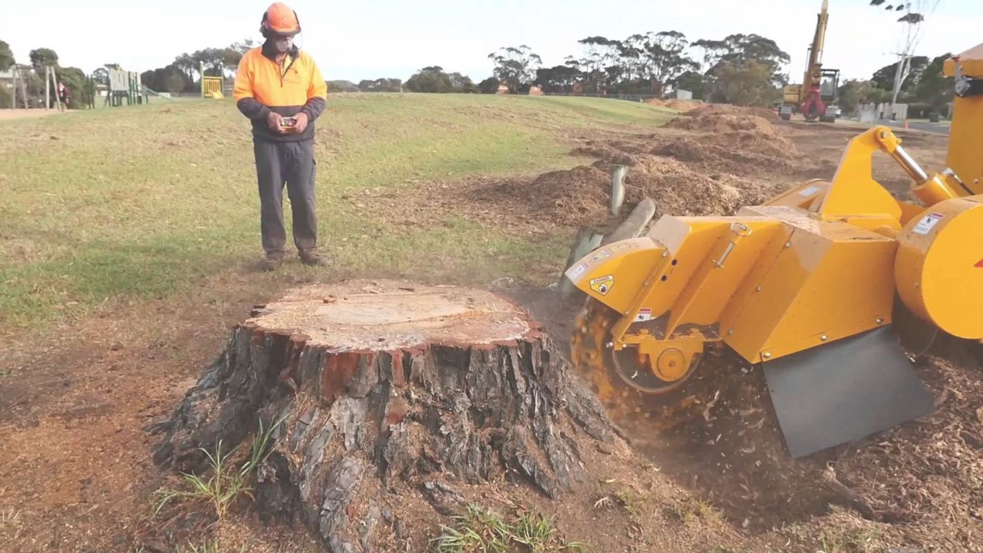 Ground Out the Tree Stumps Using Our Stump Grinding Service Chevy Chase, MD