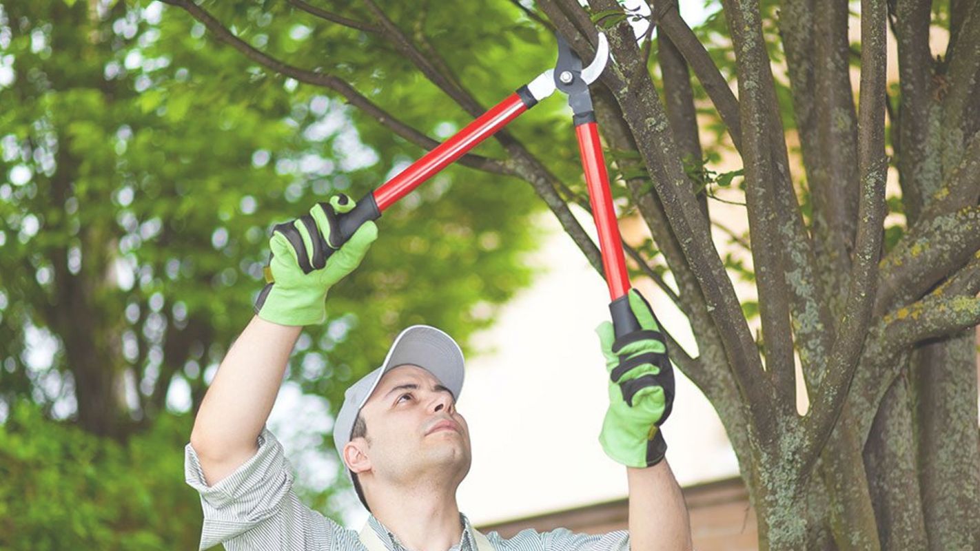 We are Among the Best Tree Pruning Companies Northwest Washington, DC