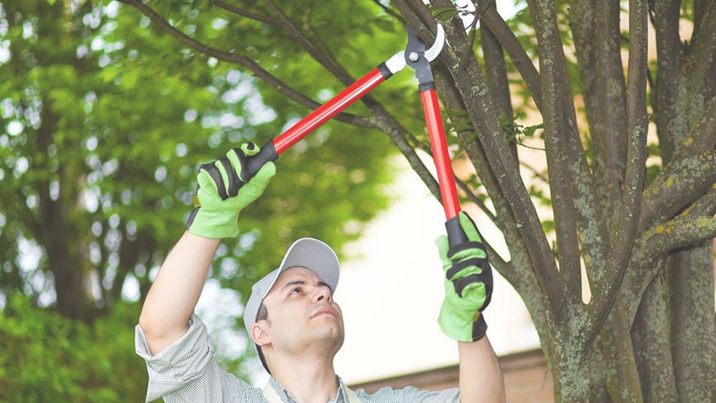 We are Among the Best Tree Pruning Companies Arlington, VA