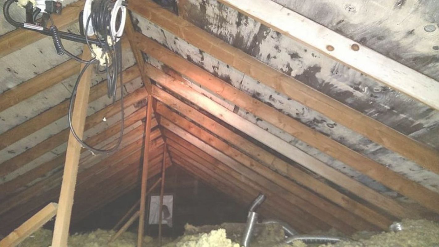 Attic Mold Removal Ensuring a Clean and Tidy Space Phoenix, AZ