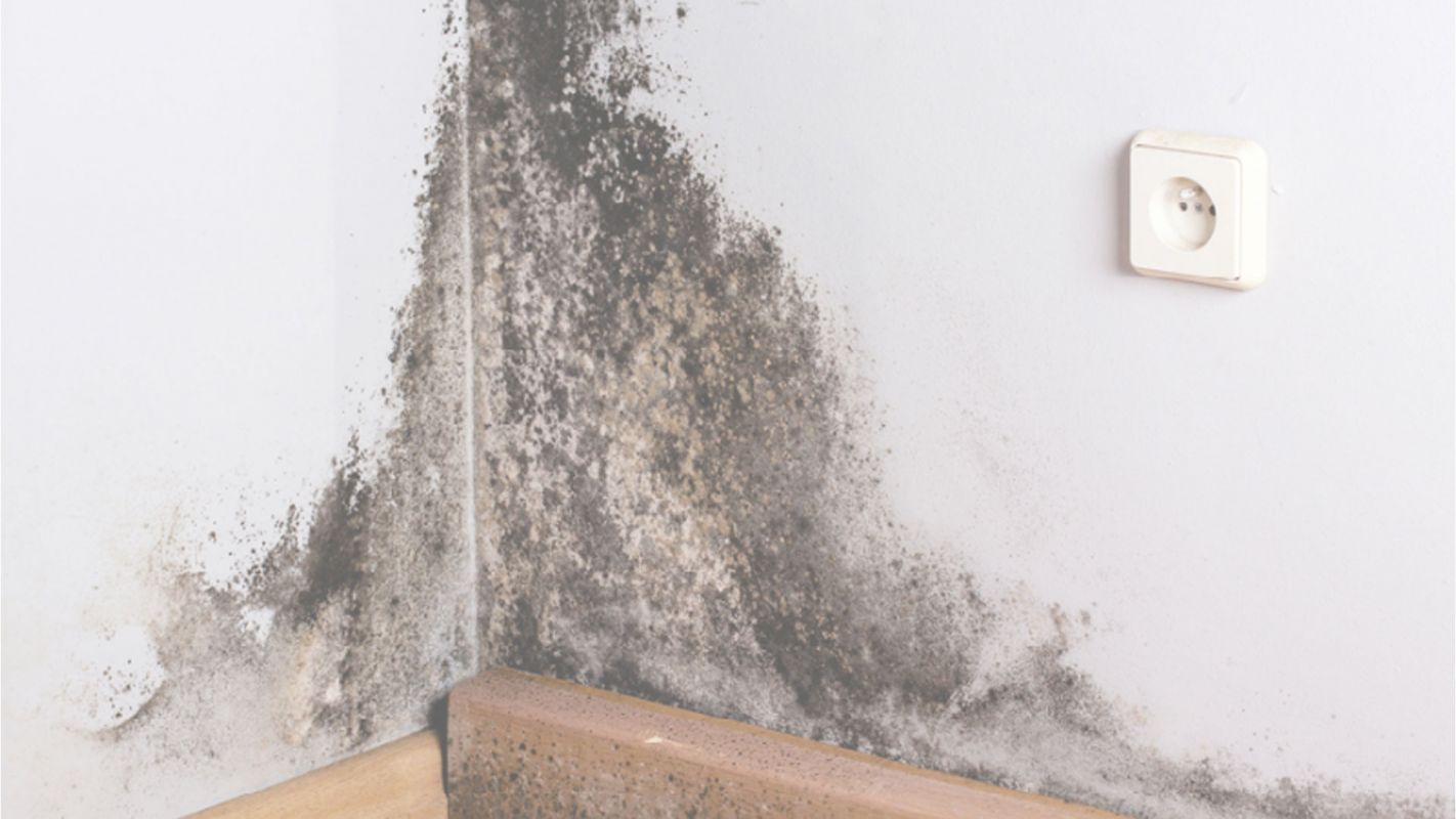 Get The Best Mold Removal Service in Town Glendale, AZ