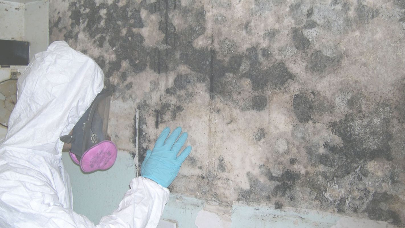 Mold Inspectors to Ensure a Better Quality of Air Overland park, KS