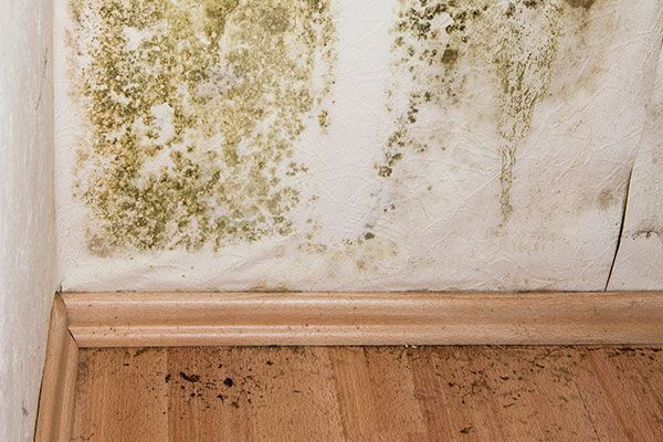 Quick and Efficient Mold Removal Service in Washington DC