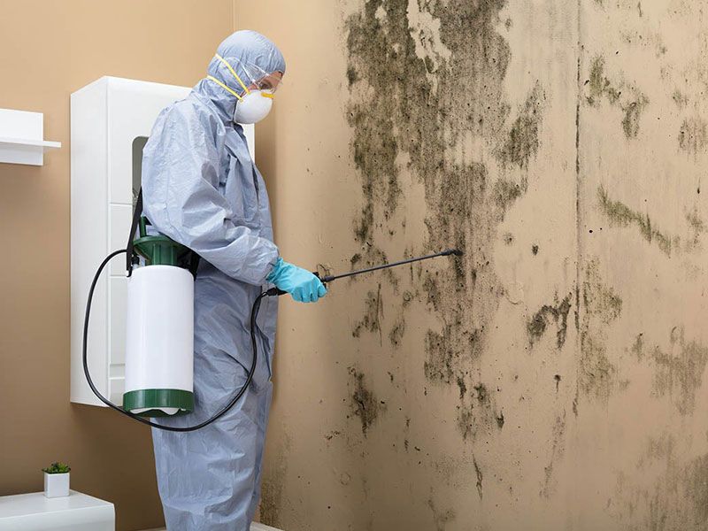 Mold Damage Removal- Step Towards Healthy Living!