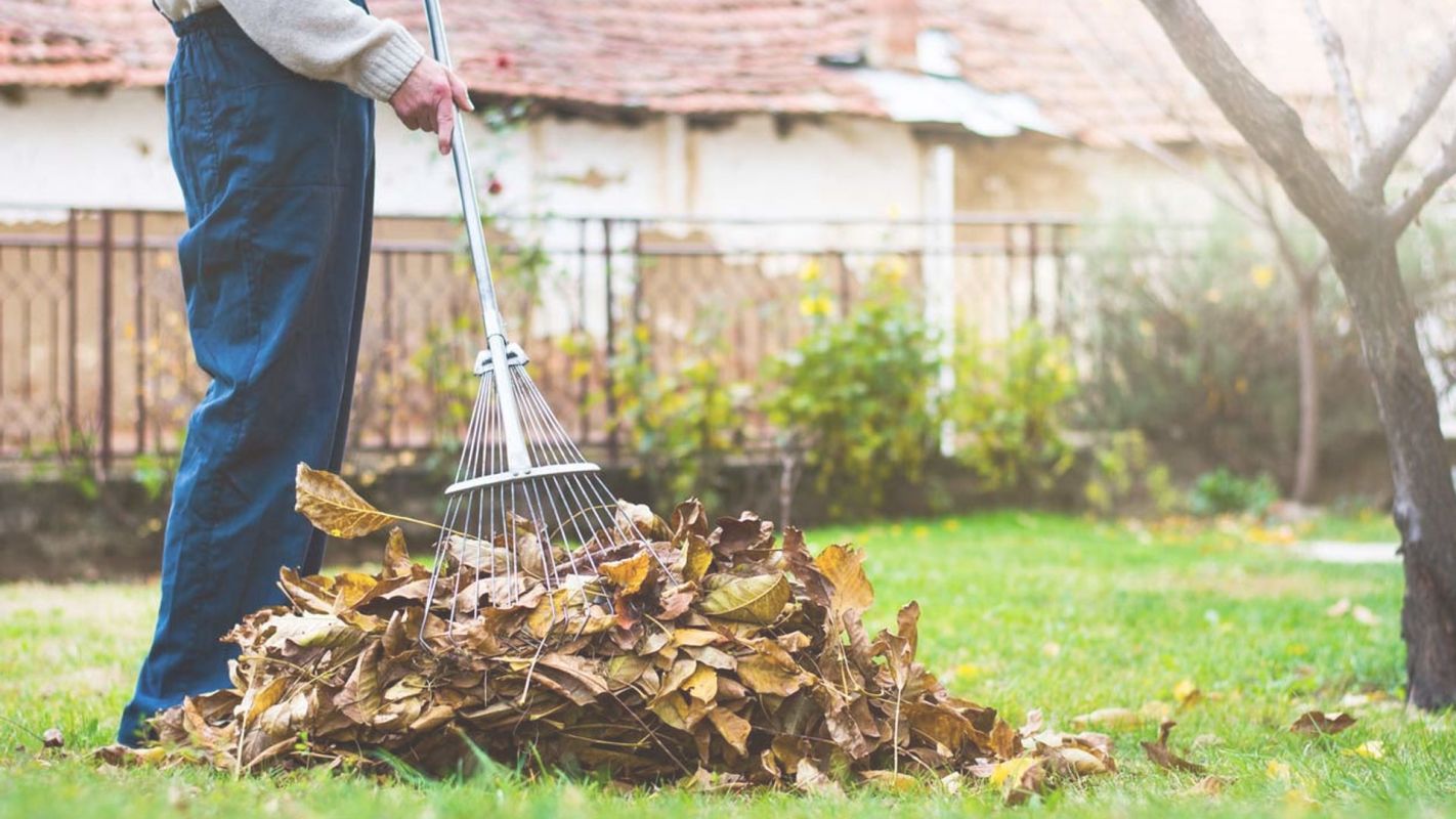 Leaf Removal Service for a Clean Aesthetic Alexandria, VA