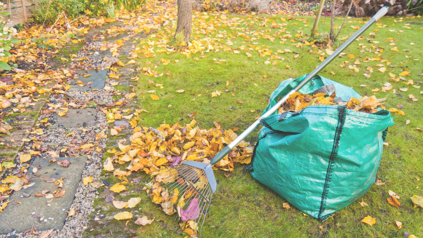 Affordable Fall Leaf Cleanup in Rockville, MD