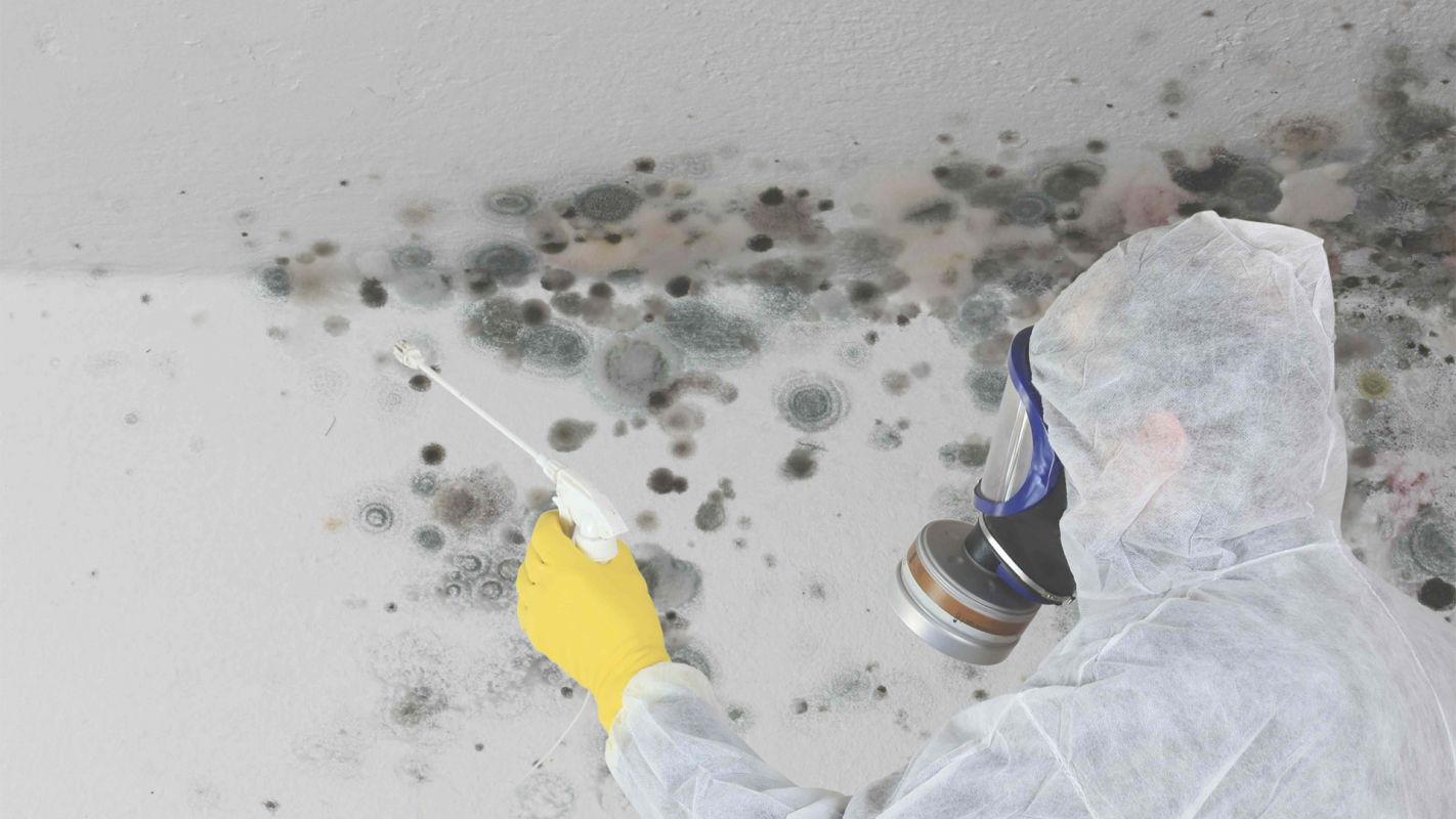 Expert Mold Damage Contractor in Bloomington, MN