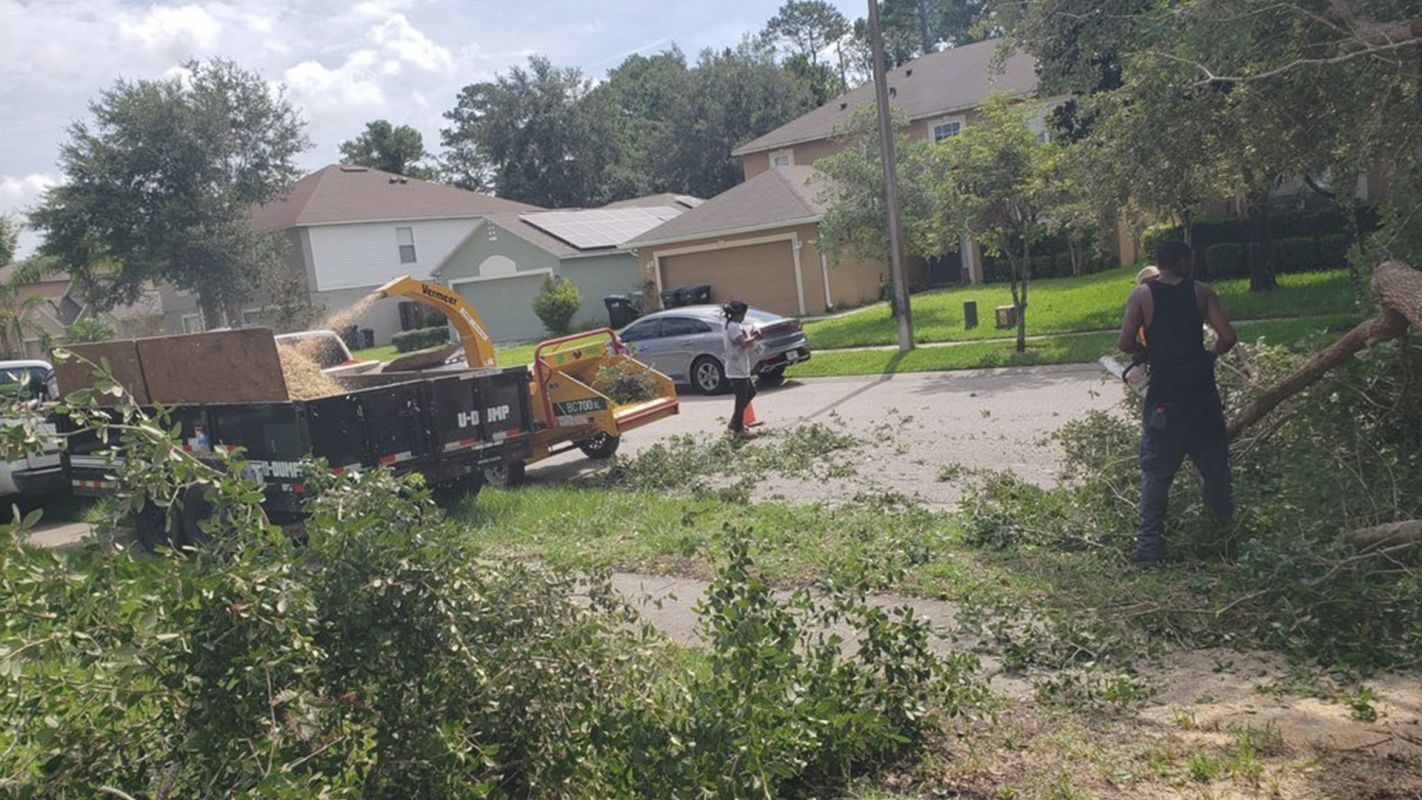 Tree Removal Company - We'll Give Your Garden a Beautiful Look Longwood, FL